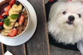 Maltese dog with acai pot with fruits in summer
