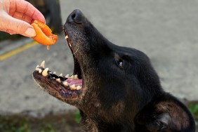 a dog wants to eat a ripe orange apricot from a woman's hand