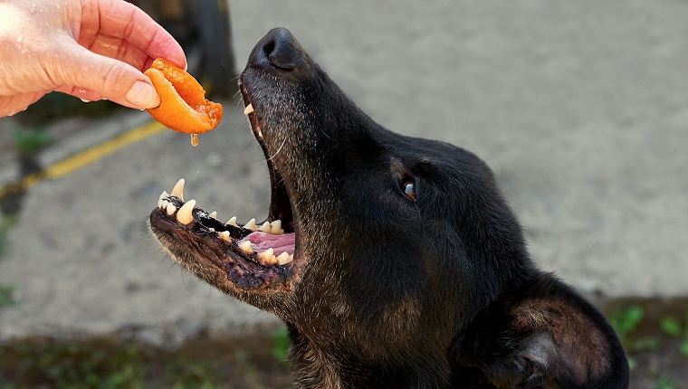 a dog wants to eat a ripe orange apricot from a woman's hand