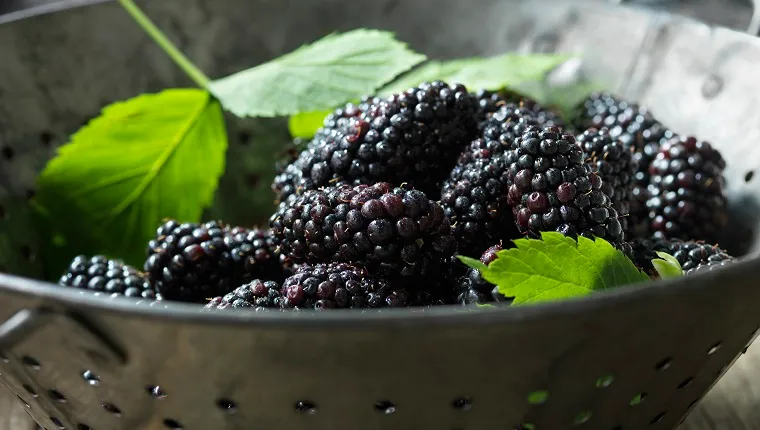 Fresh organic fruit, blackberries in colander with green leaves