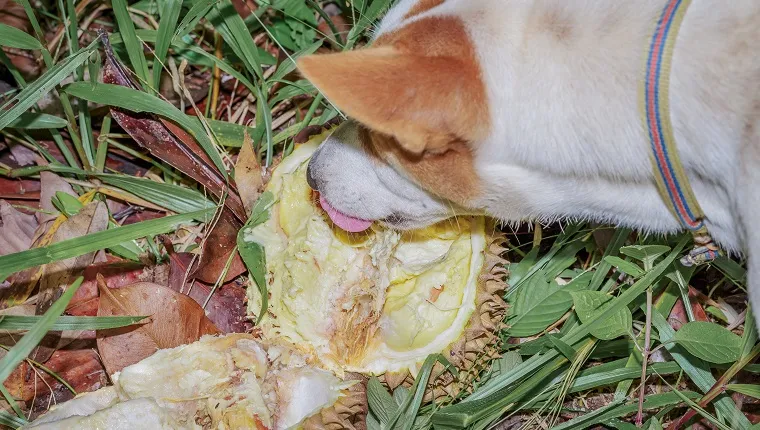 Dog eating ripen durian in farm