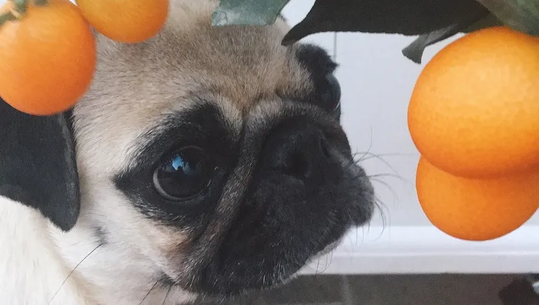 Pug puppy with cute face next to a plant of small Chinese oranges or kumquats. Pet portrait