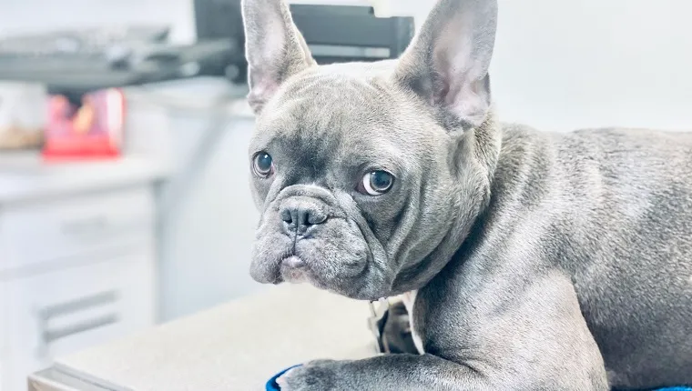 Apprehensive French Bulldog at veterinary clinic