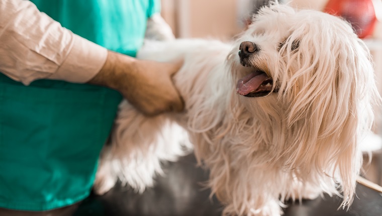 Maltese dog having a medical exam at veterinarian's office.