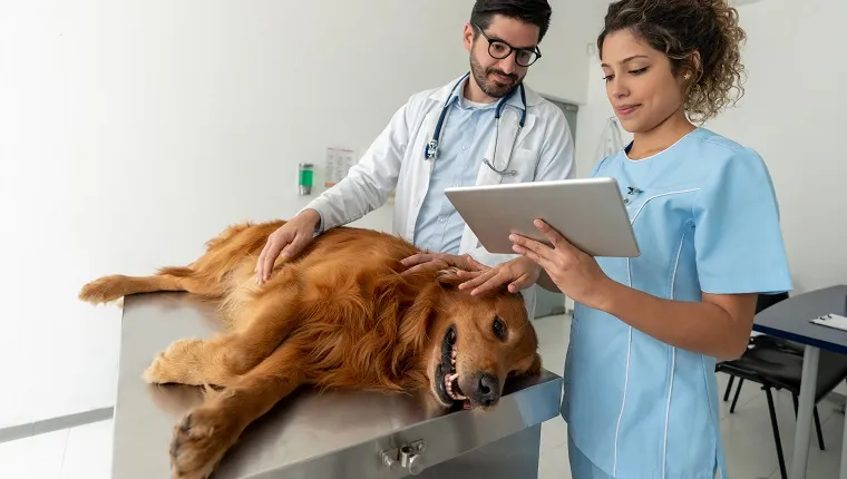 Doctors doing a medical exam on a dog at the veterinary clinic using a tablet computer â animal care concepts