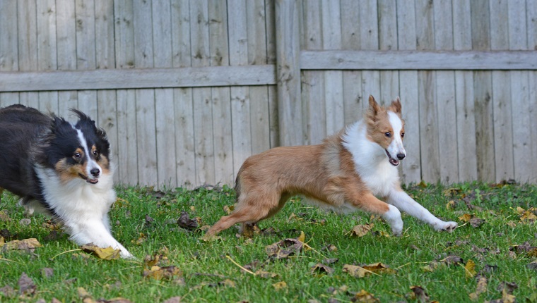Horizontal photograph of two Shetland Sheepdogs (shelties) running together in a fenced in yard. One adult tricolor and one sable puppy.
