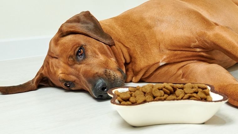 Sick or sad Rhodesian ridgeback dog lying on the floor next to bowl full of dry food and refuse to eat, no appetite