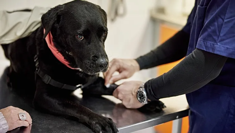 Picture of Hypopituitarism In Dogs: Symptoms, Causes, & Treatments - DogTime