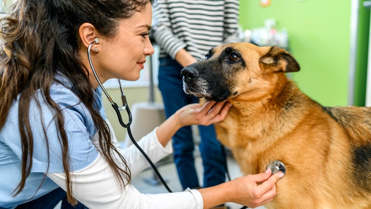 Hypopituitarism In Dogs: Symptoms, Causes, & Treatments - DogTime