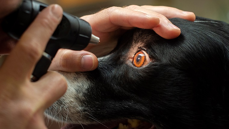 Iris Atrophy - Eye Care for Animals - Eye Care for Animals