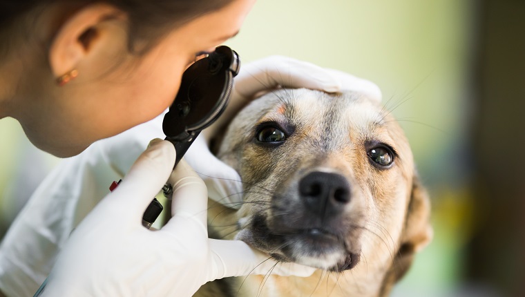 Closeup of a dog with view problems having a dog control in veterinary office