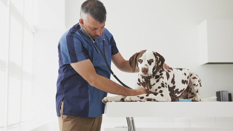 Ventricular Septal Defect (VSD) In Dogs: Symptoms, Causes, & Treatments