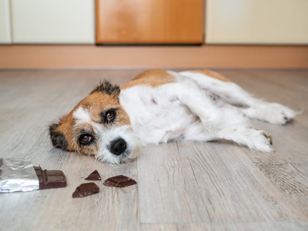 dog lying on ground by chocolate bar, experiencing chocolate poisoning