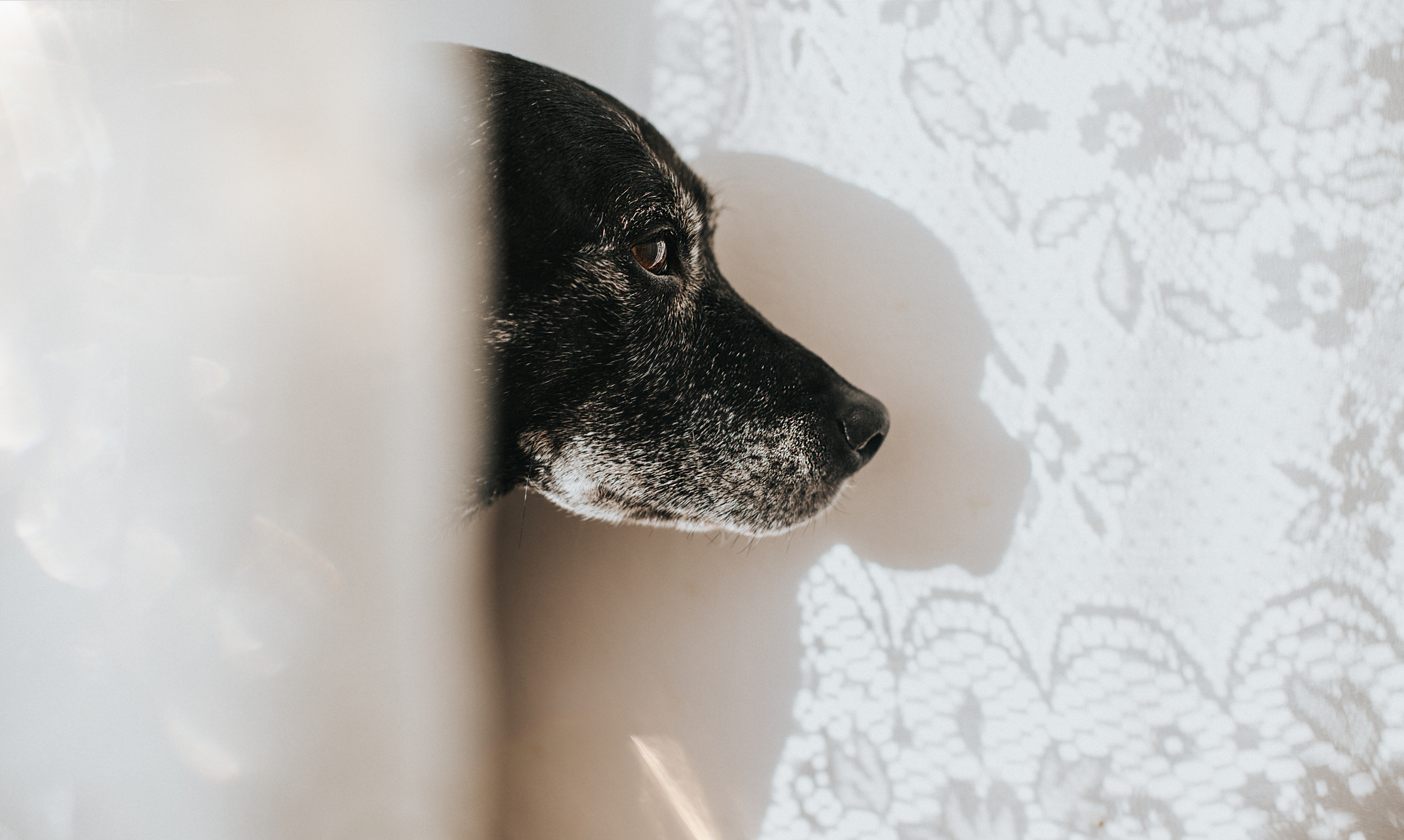 Dementia in Canines (Canine Cognitive Dysfunction): Signs, Causes 