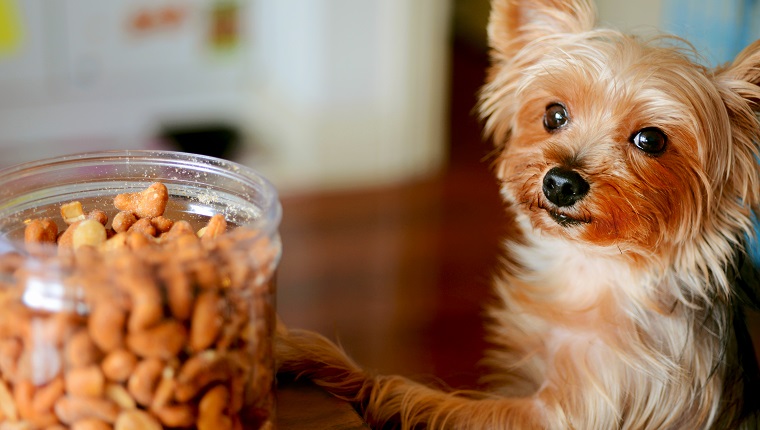 Cashew nuts for store dogs