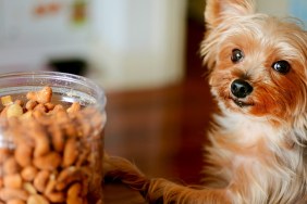 """Can I have some?"" - Yorkie found an open can of cashew nuts "