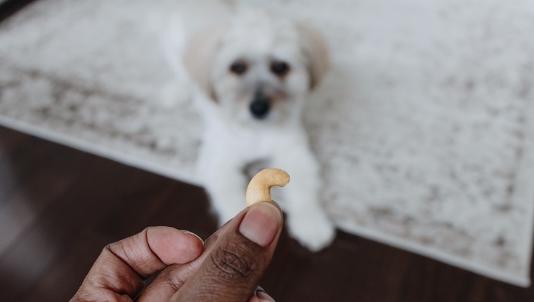 Coton de Tuléar waits patiently as his owner offers him an unsalted cashew