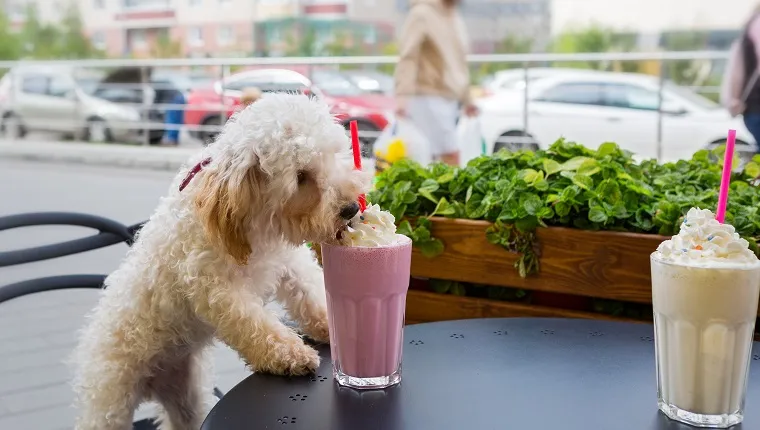 Dog breed maltipoo in a cafe eating whipped cream from the milkshake