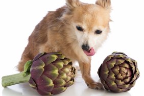 Dog pulls the tongue and posing with artichokes and a wooden spoon on white background
