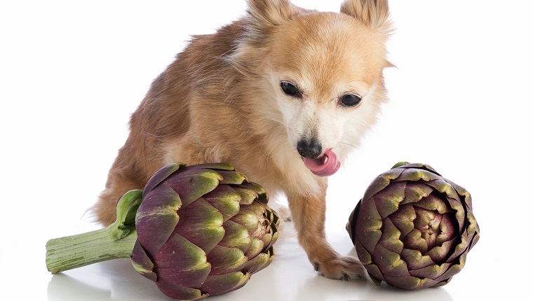 Dog pulls the tongue and posing with artichokes and a wooden spoon on white background