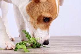 Vegetarian jack russel terrier dog eathing salad, veganism concept