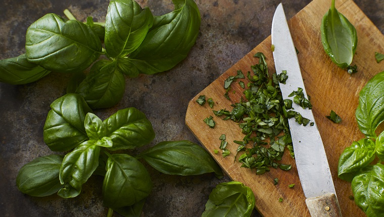 Is basil store poisonous to dogs