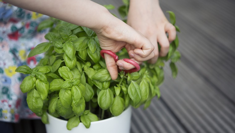 Child harvesting leaves from a basil plant