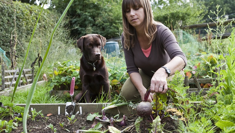 Woman gardener pulling beetroot from raised bed in organic vegetable garden, watched by a chocolate Labrador dog.