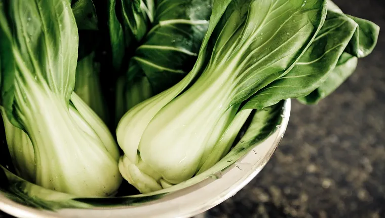 Can Dogs Eat Bok Choy? Is Bok Choy Safe For Dogs? - DogTime
