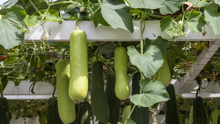 can-dogs-eat-bottle-gourd-is-bottle-gourd-safe-for-dogs-dogtime