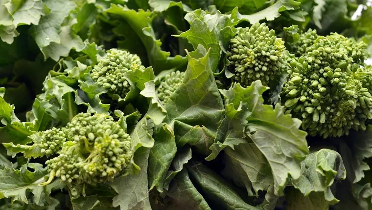 Close up of Rapini aka Broccoli Rabe.