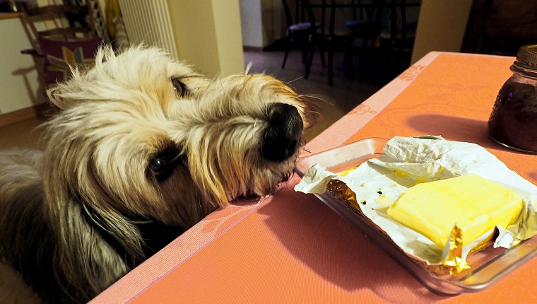 https://dogtime.com/wp-content/uploads/sites/12/2022/04/can-dogs-eat-butter-1.jpg?w=760