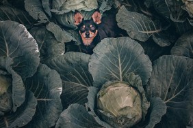 A black Toy Terrier dog sits among a large green cabbage, top view.