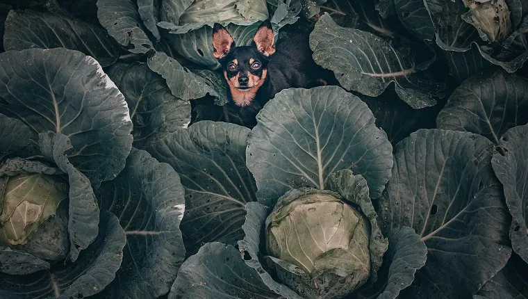 A black Toy Terrier dog sits among a large green cabbage, top view.