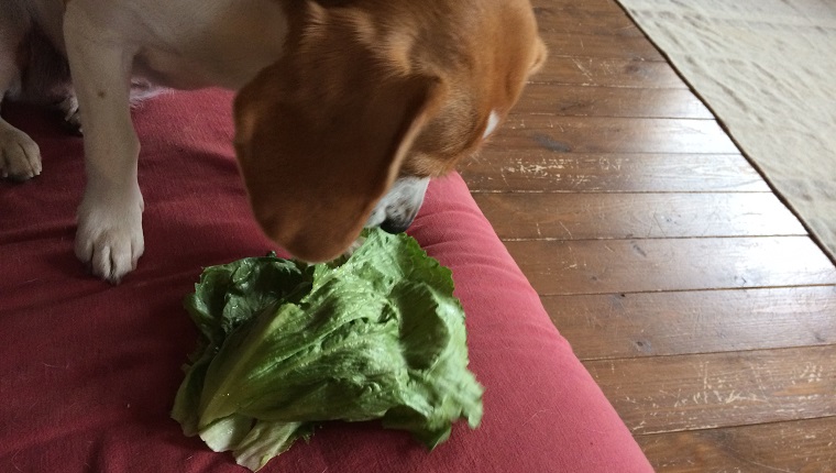 Beagle eating cabbage.