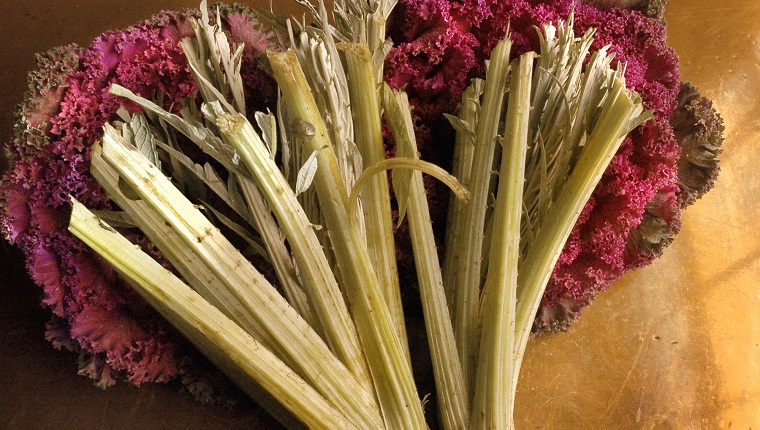 Picture of Can Dogs Eat Cardoon Stalks? Are Cardoon Stalks Safe For Dogs? - DogTime