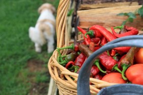 basket full of vegetables and a dog walking by