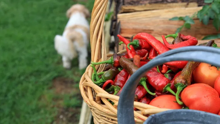 basket full of vegetables and a dog walking by