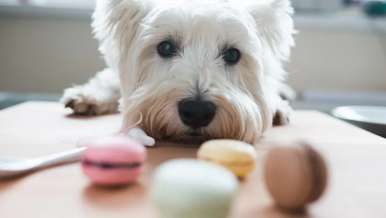 West Highland White Terrier with macaroons