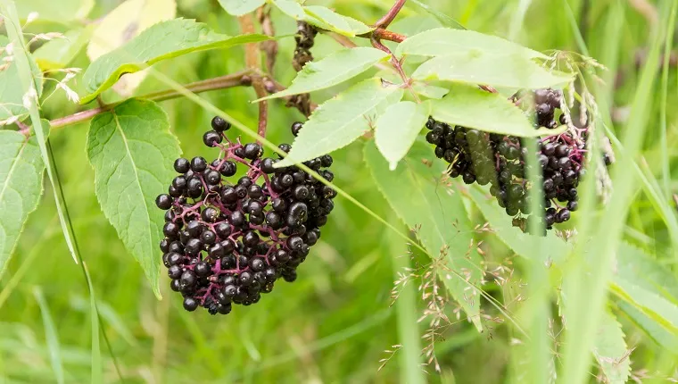 A cluster of Blackcurrants  growing on a branch near a walking trail in the Rockies in Alberta Canada