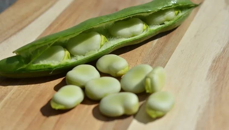 Broad beans fresh from the garden, some still in the pod, lying on a wooden board.