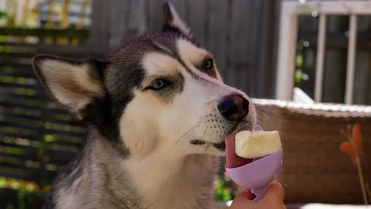 Our husky loves the homemade ice cream made from natural yogurt