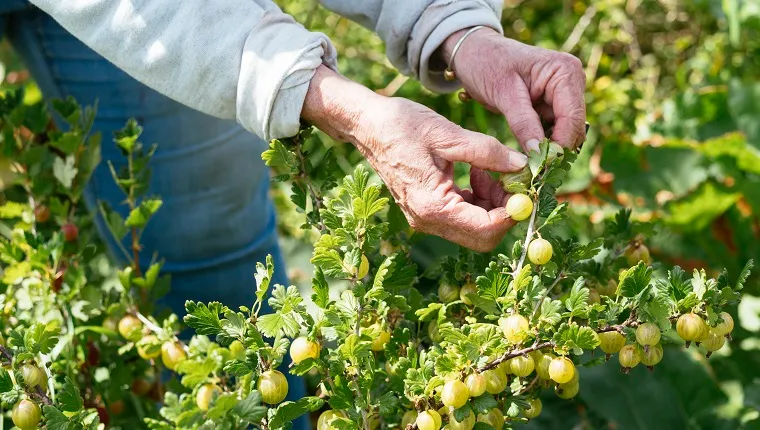 Senior woman harvesting gooseberries in a vegetable garden.