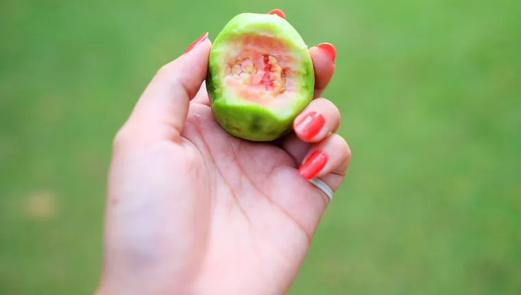 Cropped Image Of Woman Holding Guava