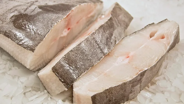 Sliced Halibut fish on ice.