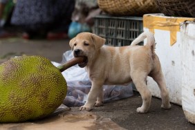 Side View Of Puppy Biting Jackfruit Stem At Market