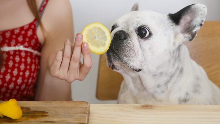 Can Dogs Eat Lemons Are Lemons Safe For Dogs DogTime