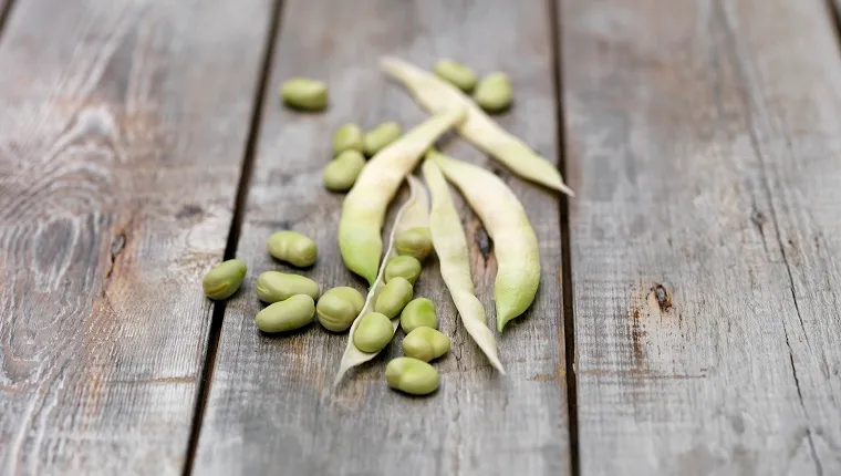 Are broad beans 2024 poisonous to dogs