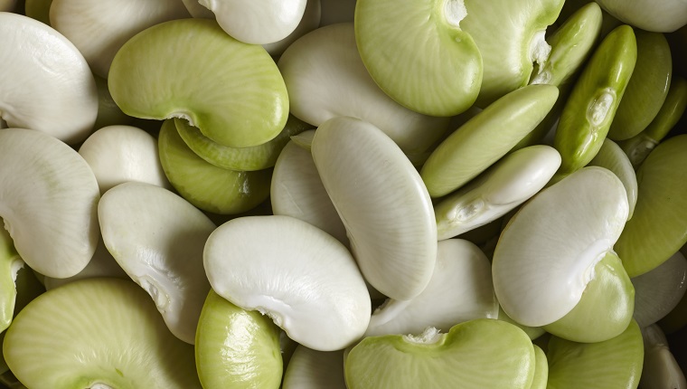 Fresh, local lima beans from New Jersey, USA