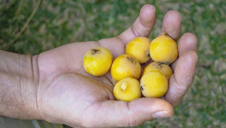Close up to a man hand with medium group of loquat fruits on it, (nispero fruits)